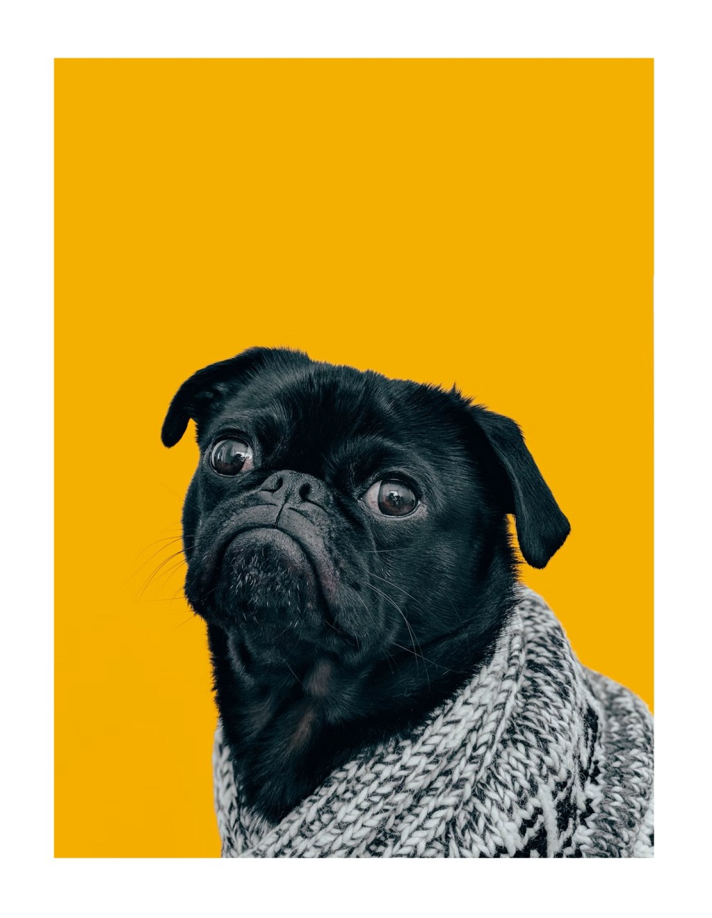 SABRINO – ALEXANDRE MELO