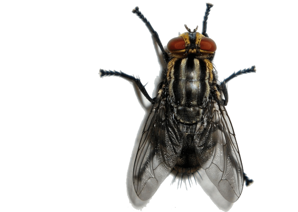 RESISTÊNCIA NA LÍNGUA, EXISTÊNCIA NA FALA – MARCOS RAMOS