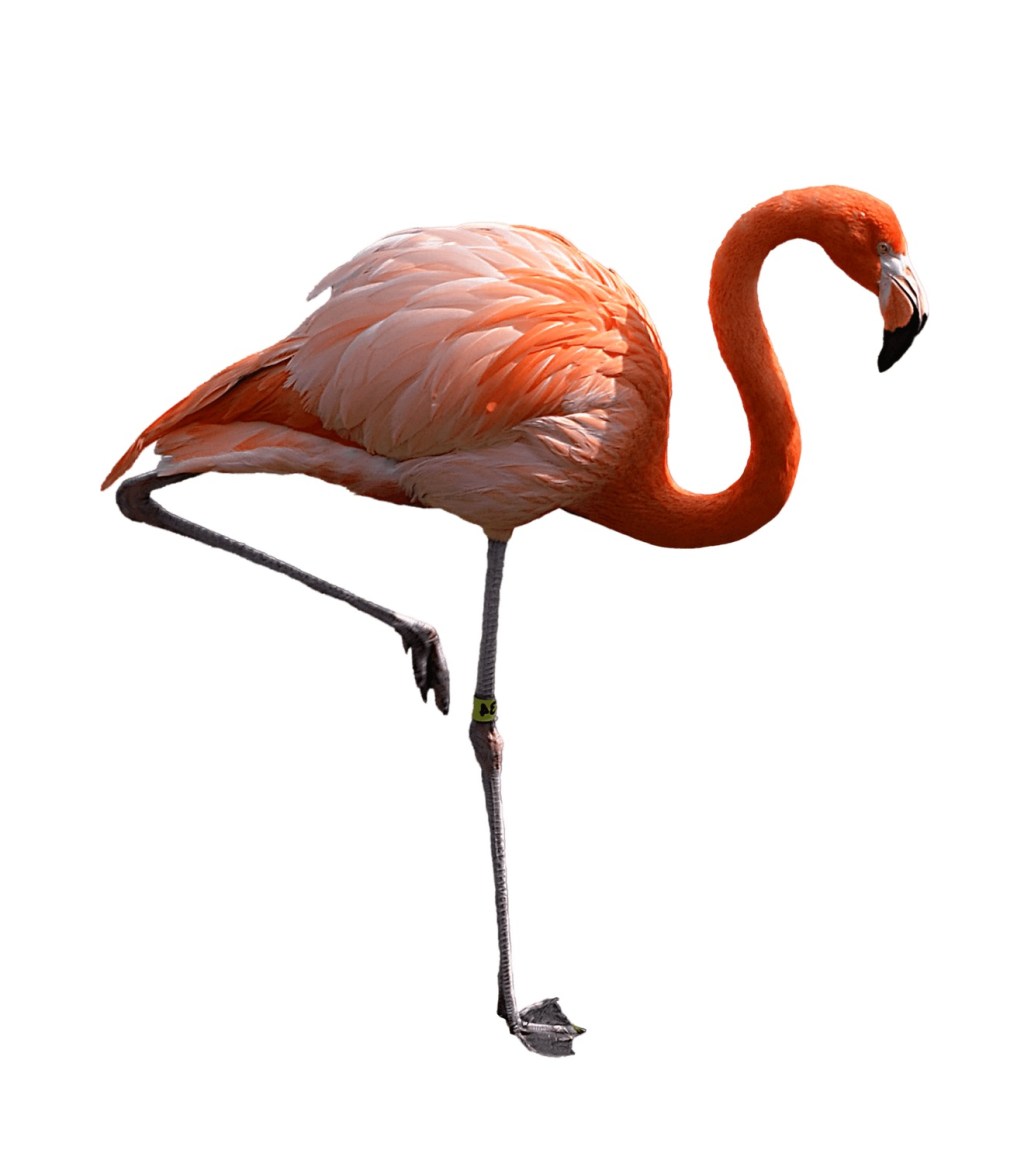 A OUTRA PERNA DO FLAMINGO – RODRIGO SANTOS