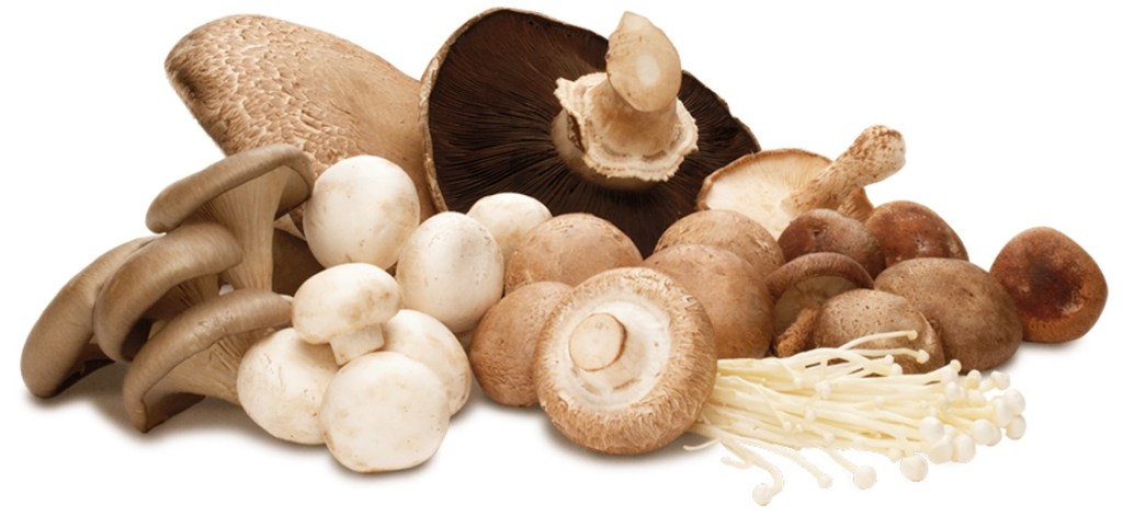 TRILOGIA DO CACHORRO LOUCO – DANIEL PERRONI RATTO