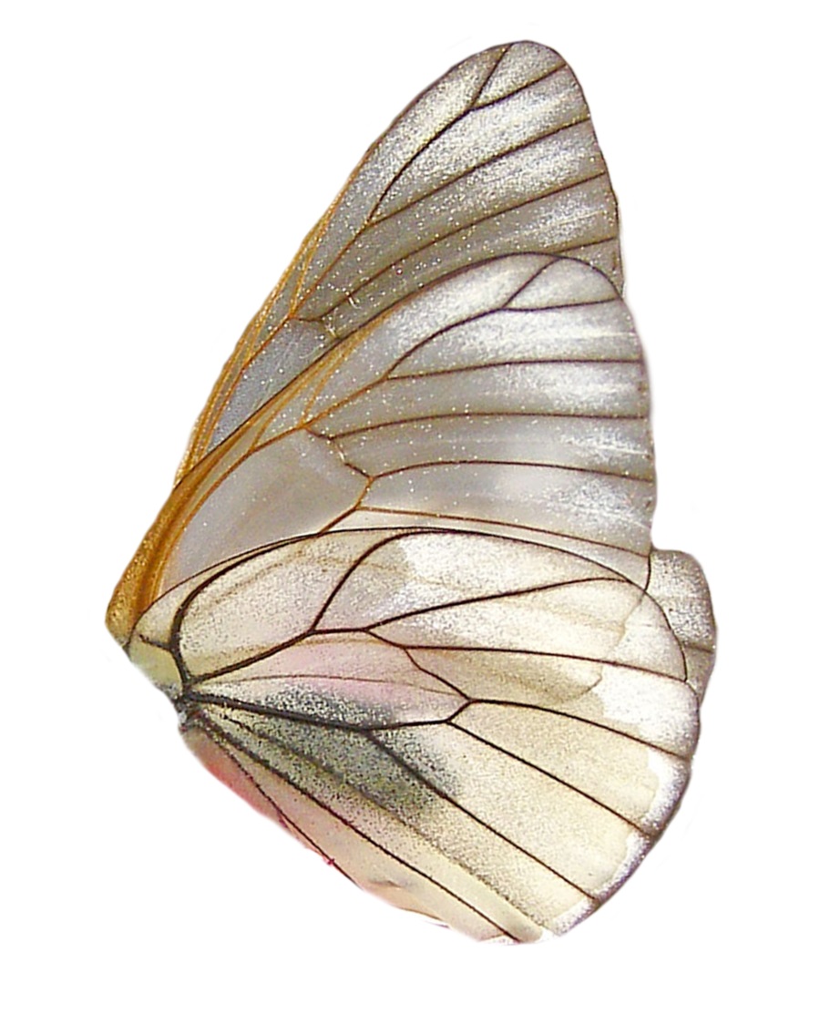 CAOSMARIA, UM NEOLOGISMO – CAROLINA LAURETO HORA