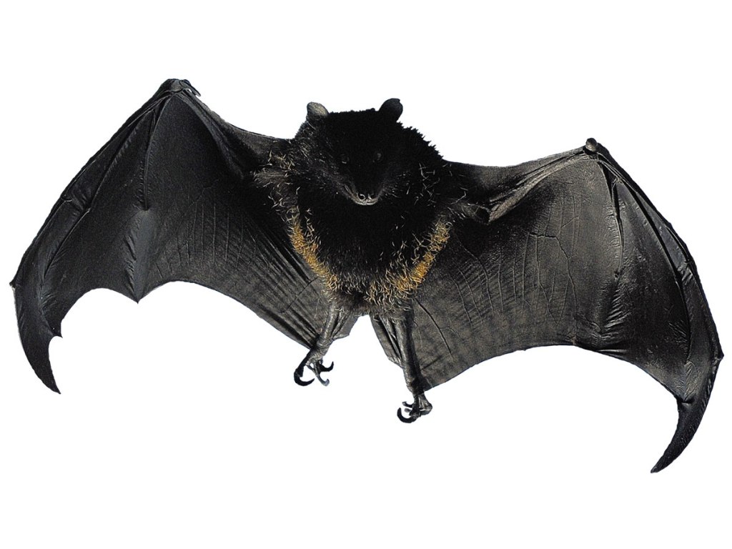 DOIS ABOLIDOS – OSCAR&nbsp;NESTAREZ