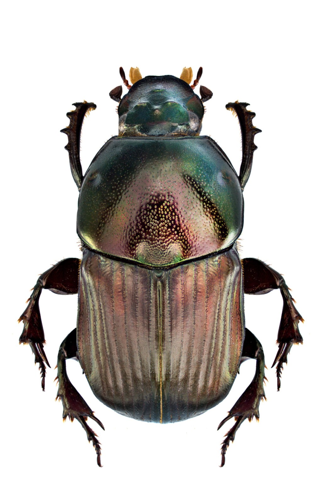 COMIDA DE GRAÇA – HEYK&nbsp;PIMENTA