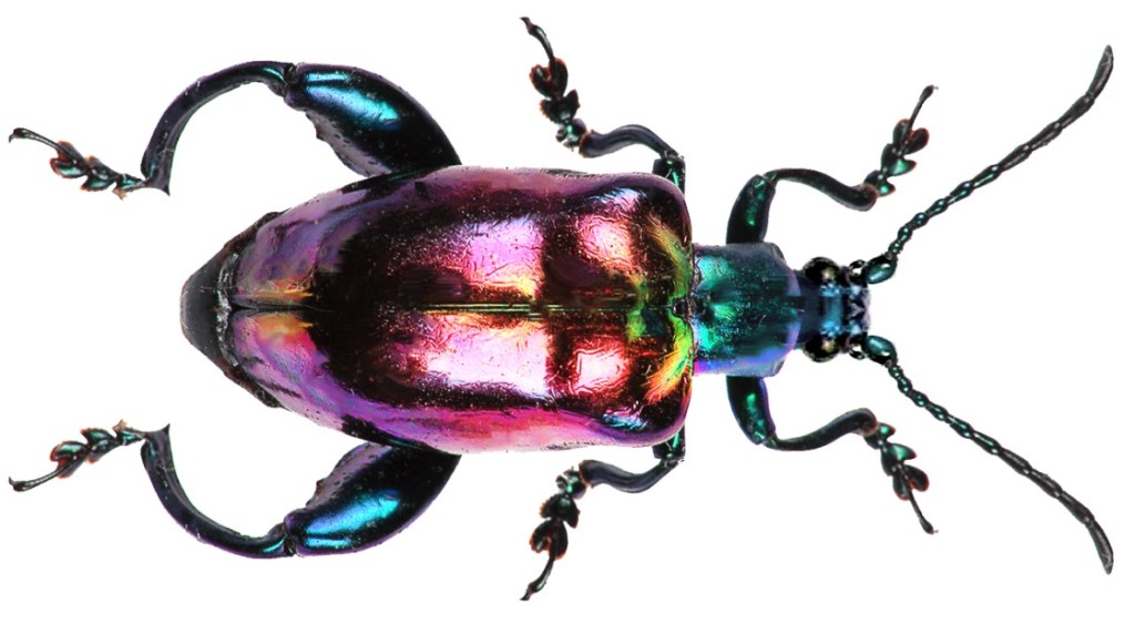 QUATRO POEMAS SOBRE A MORTE DE TOMAZ AMORIM&nbsp;IZABEL