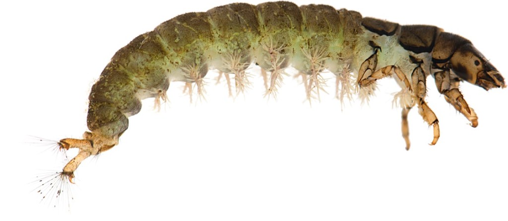 A PELEJA DO INTRÉPIDO EUSÉBIO ENCARNADO COM O FANTASMA DE BRANCA DIAS – JOÃO PAULO&nbsp;PARISIO