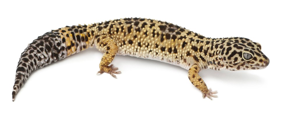 QUEBRA DE BARRAGEM – MARCIO DAL&nbsp;RIO