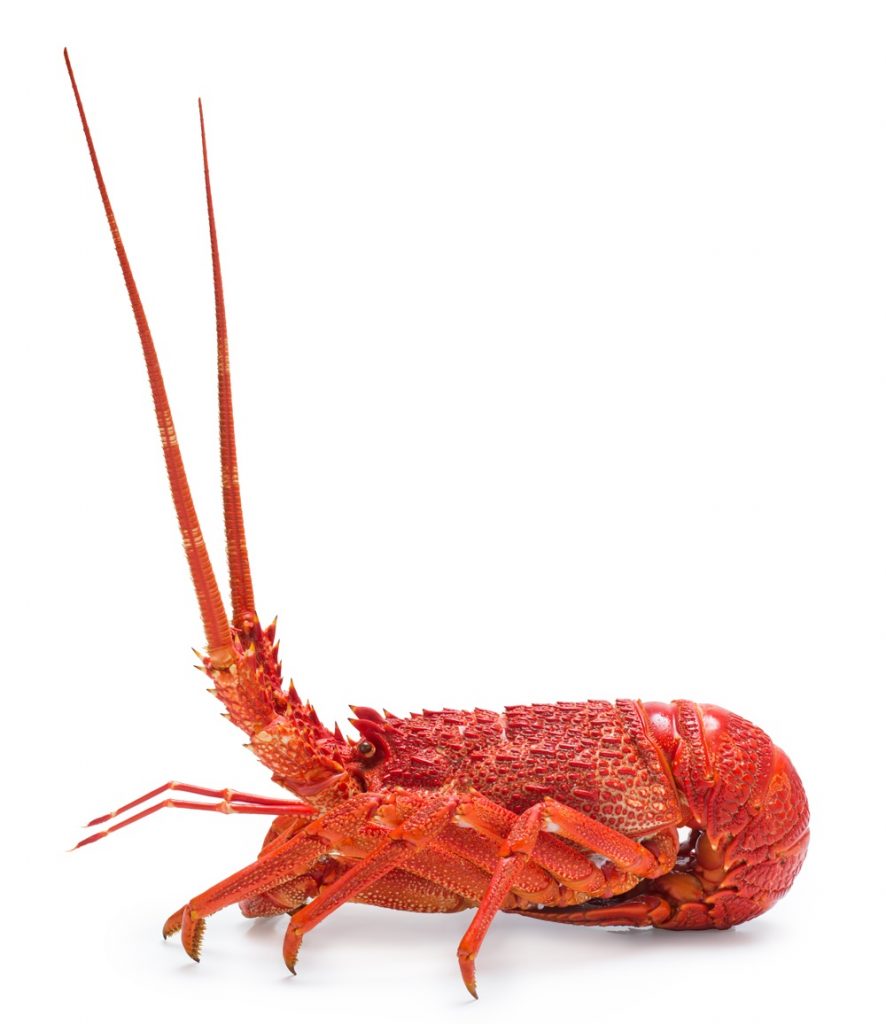 INCONGRUÊNCIAS – IVAN&nbsp;HEGEN