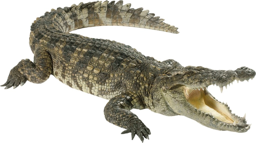 CROCODILO – ANTÔNIO&nbsp;LACARNE
