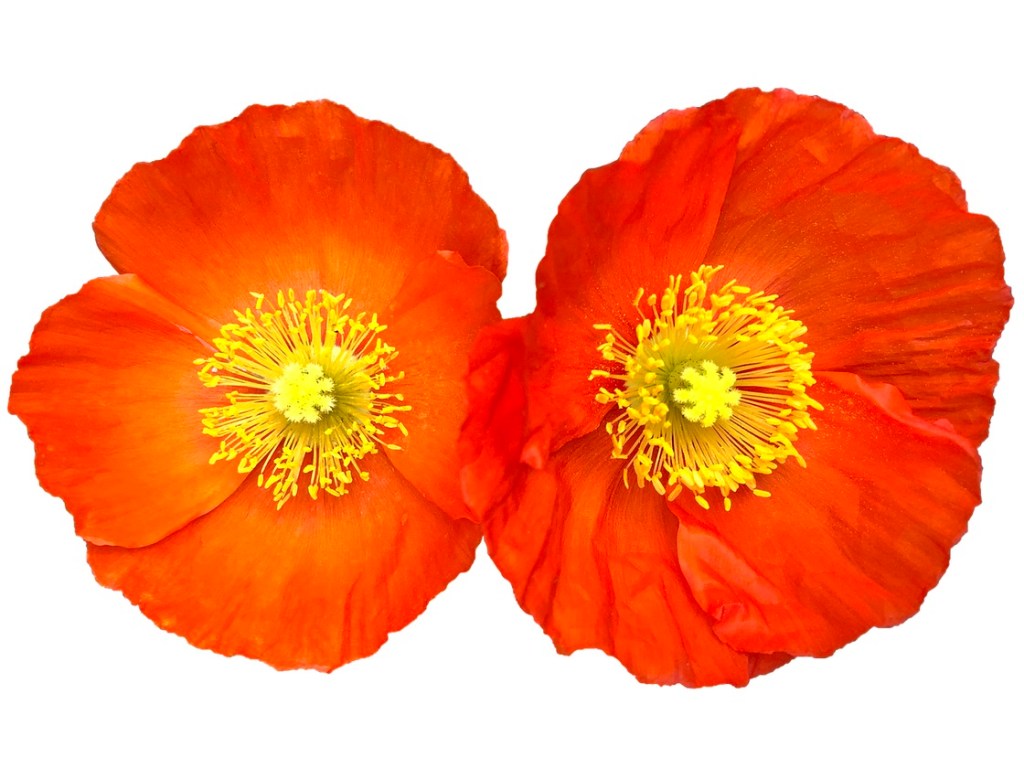 CAÇAR DUENDES DEPOIS DO FIM DO MUNDO – JORGE IALANJI FILHOLINI