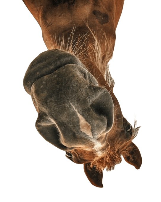 SÍTIO DO AVÔ – ALÊ&nbsp;MOTTA