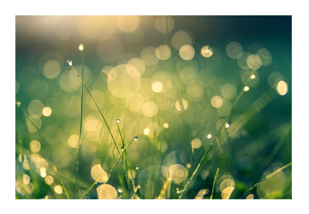 POEMAS DA LAGARTA – THÁSSIO&nbsp;FERREIRA